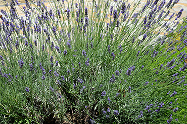 lavanda